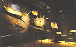 花蓮七星柴魚博物館展覽空間