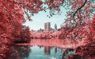 美到窒息－棉花糖般的紐約中央公園